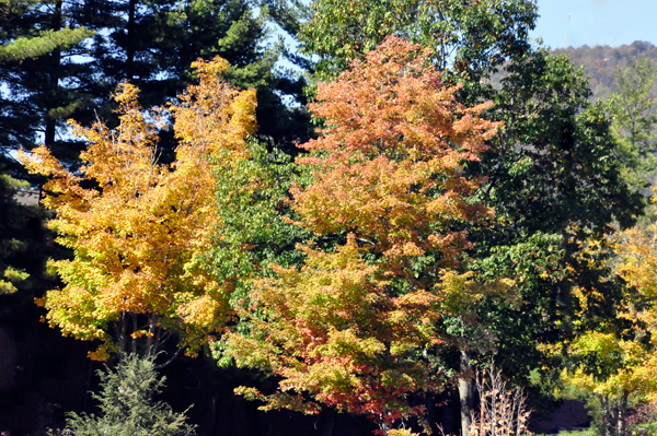 fall foliage